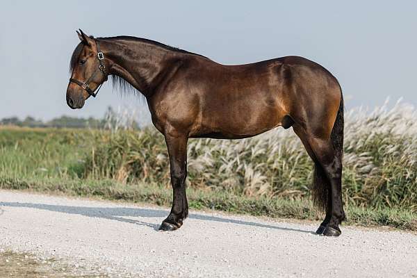 cross-friesian-horse