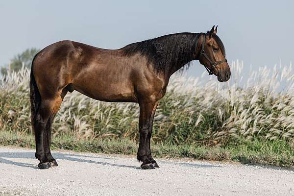 draft-friesian-horse