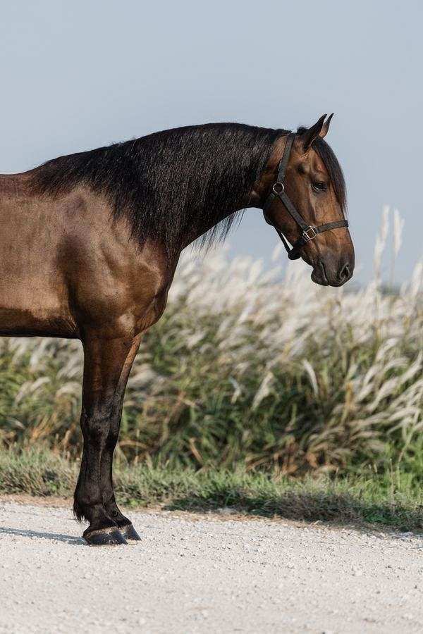 dressage-friesian-horse
