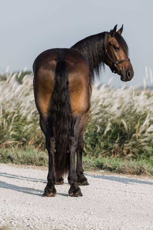 flashy-friesian-horse