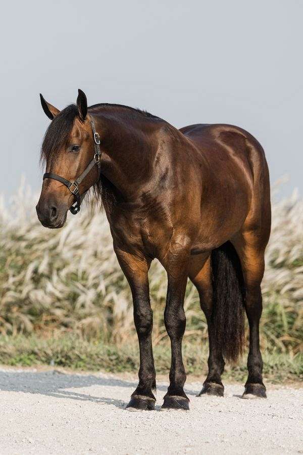 husband-safe-friesian-horse