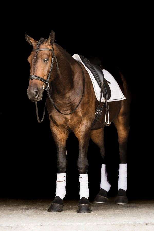 performance-friesian-horse
