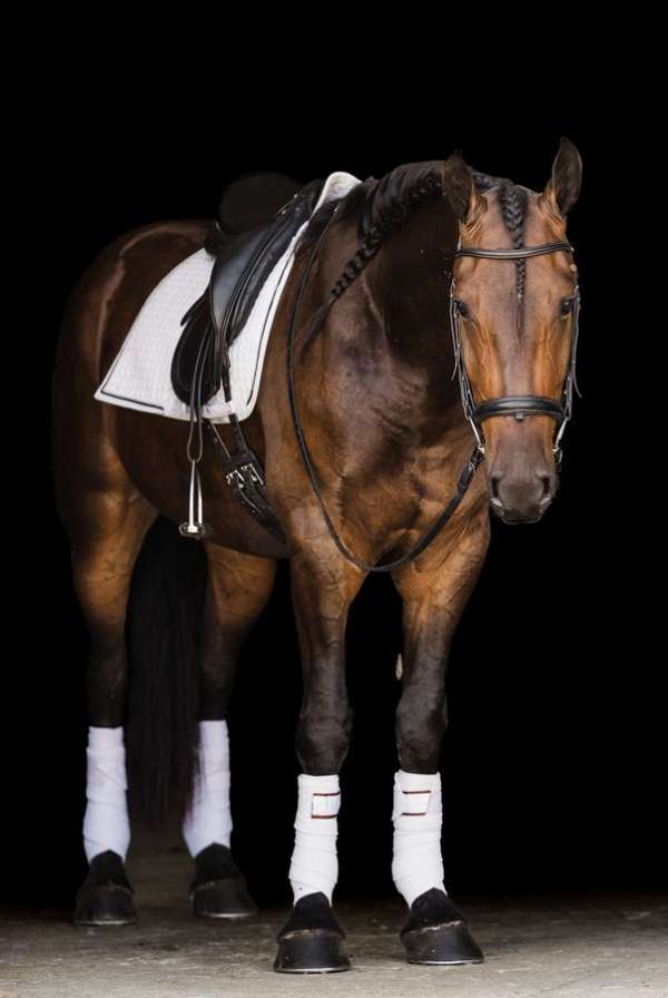 ranch-friesian-horse