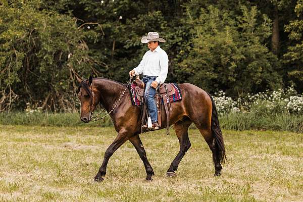 athletic-friesian-horse