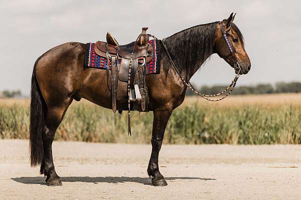 ranch-versatility-friesian-horse