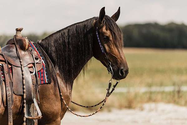 ranch-work-friesian-horse