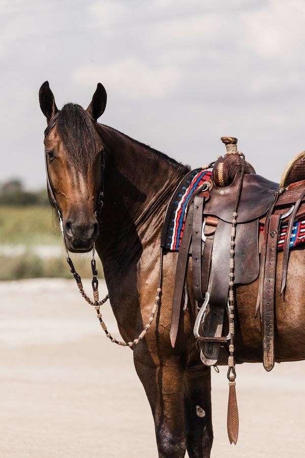 ridden-english-friesian-horse