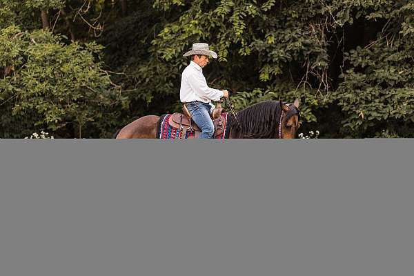 show-friesian-horse