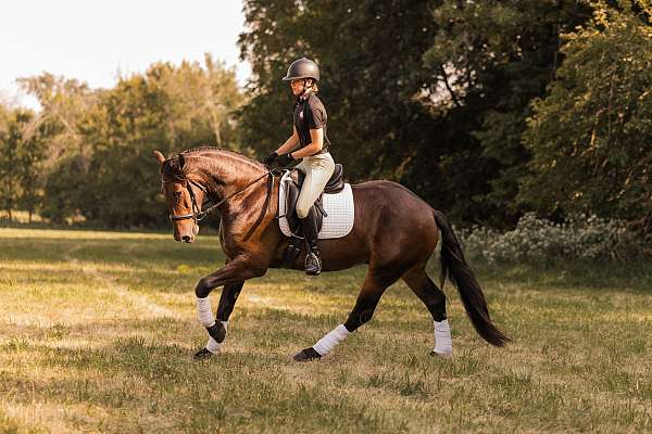 ridden-western-friesian-horse