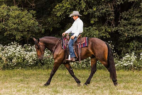 trail-friesian-horse