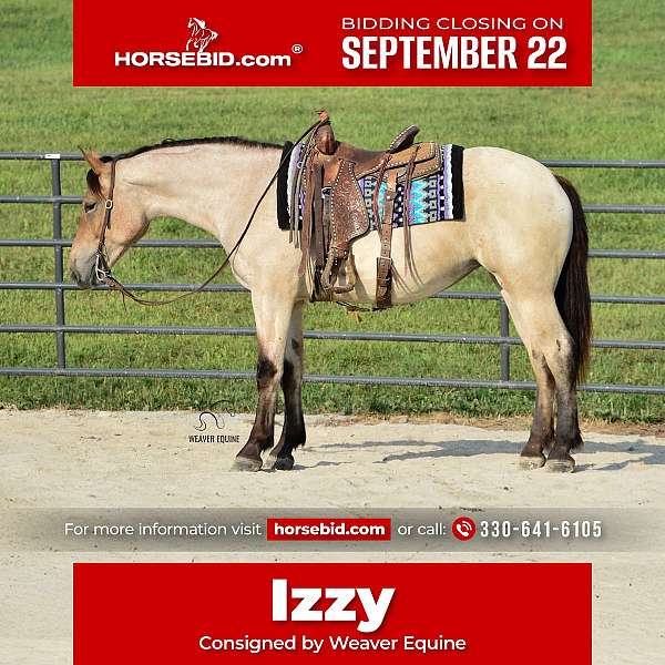 bay-roan-percheron-horse