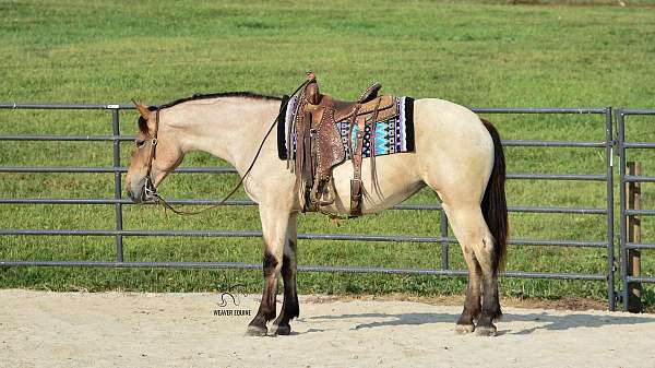 all-around-percheron-horse