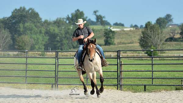 athletic-percheron-horse