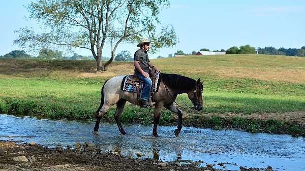 bay-roan-percheron