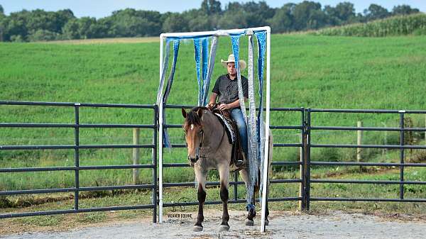 beginner-percheron-horse