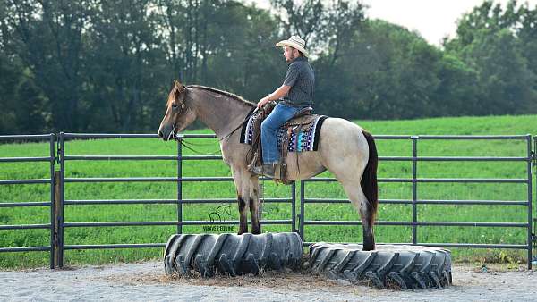 draft-percheron-horse