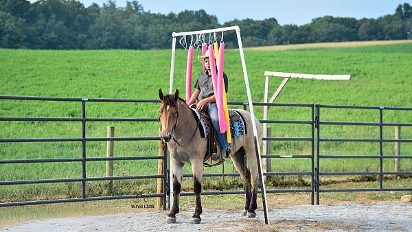 cross-percheron-horse