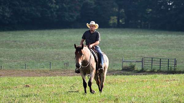 jumping-percheron-horse