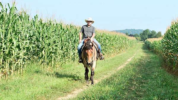 kid-safe-percheron-horse