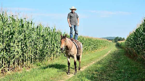 parade-percheron-horse