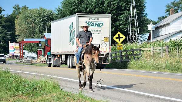 performance-percheron-horse