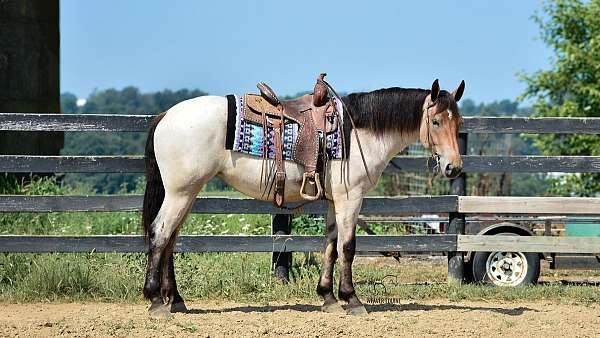 ranch-percheron-horse