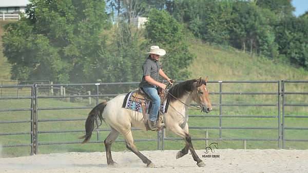ranch-work-percheron-horse