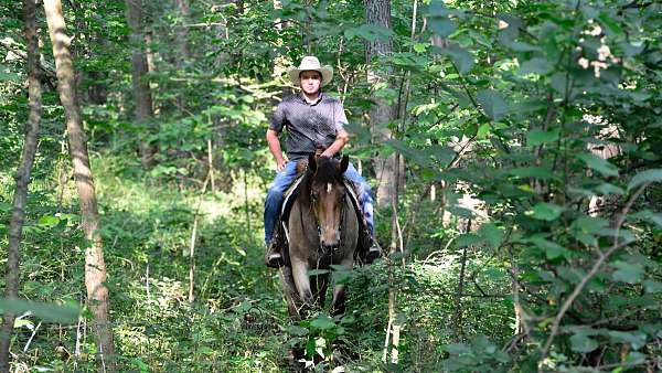 ridden-english-percheron-horse