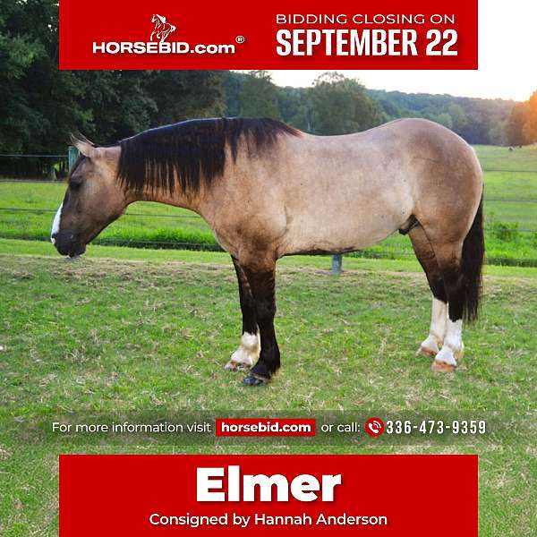 all-around-draft-horse