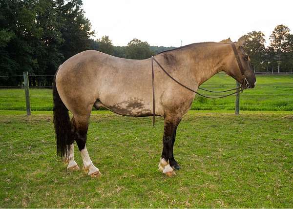 husband-safe-draft-horse
