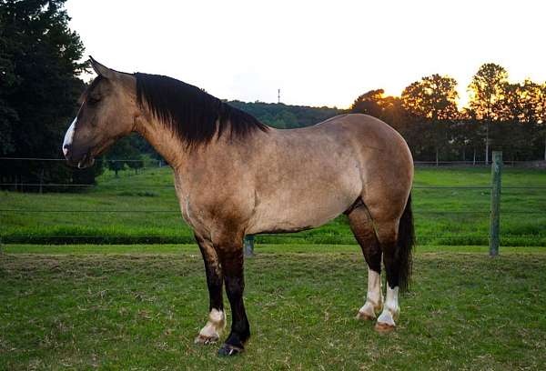 ranch-draft-horse