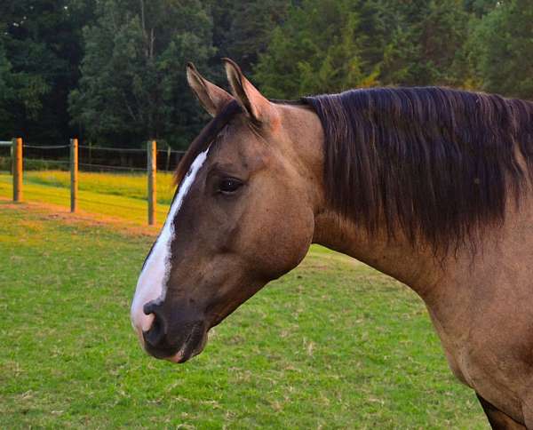 show-draft-horse