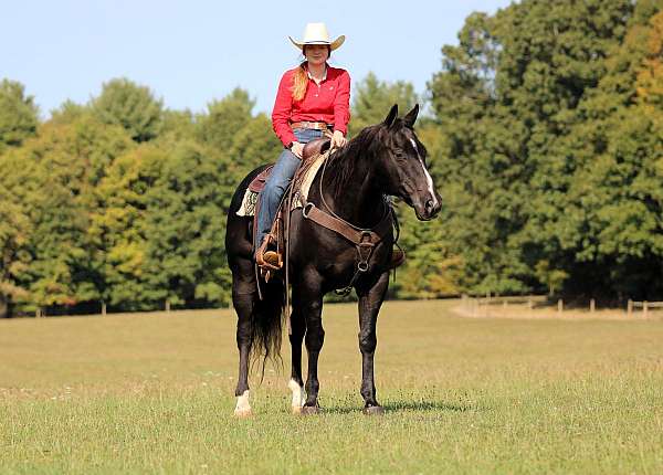 flashy-quarter-horse