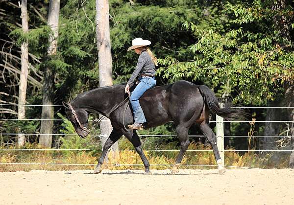husband-safe-quarter-horse