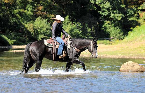 performance-quarter-horse