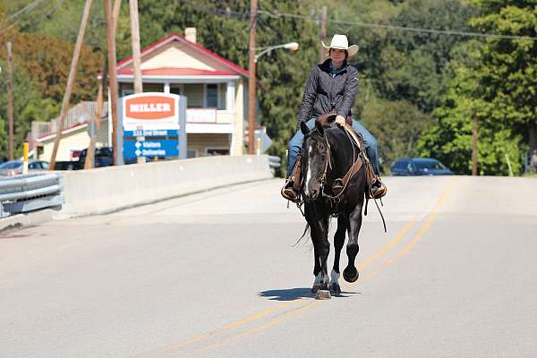 ridden-english-quarter-horse