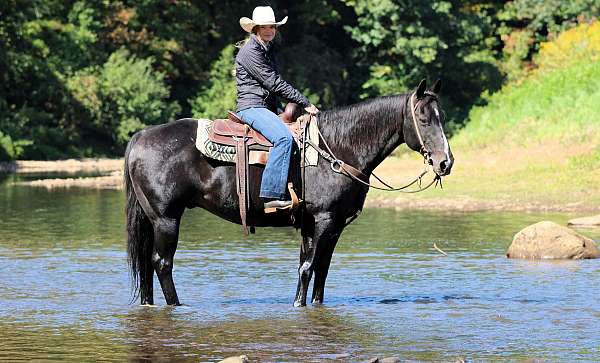 ridden-western-quarter-horse