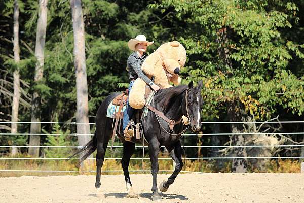 show-quarter-horse
