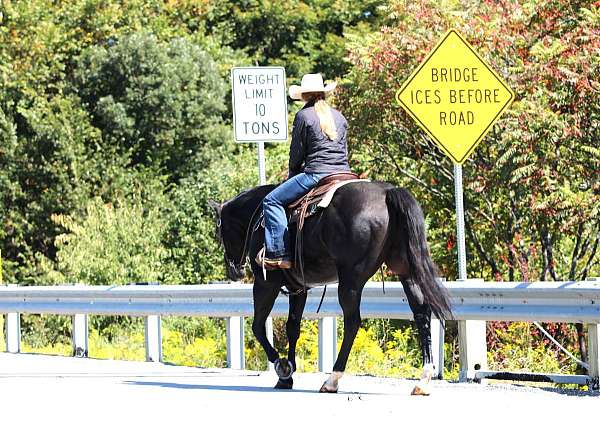 working-cattle-quarter-horse