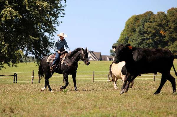 black-quarter-horse-gelding