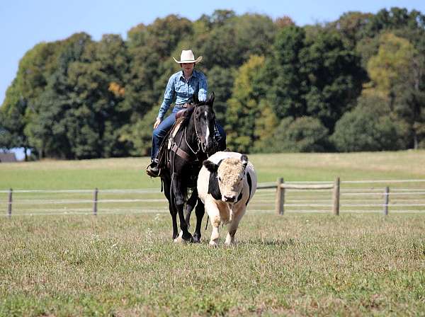 black-all-around-horse