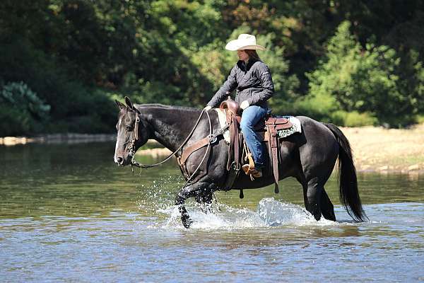 black-athletic-horse