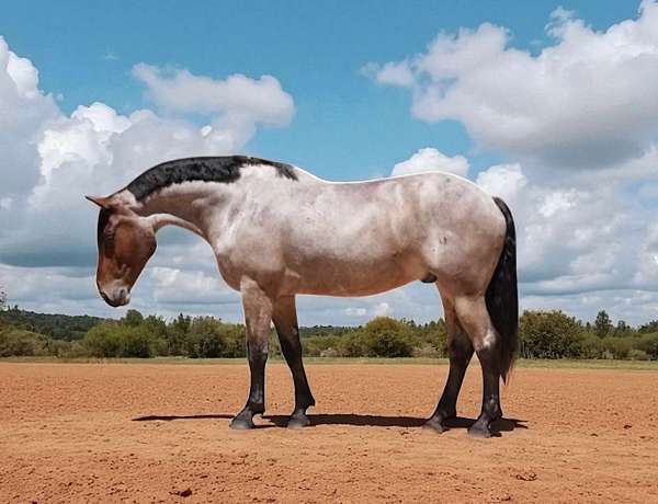 all-around-percheron-horse