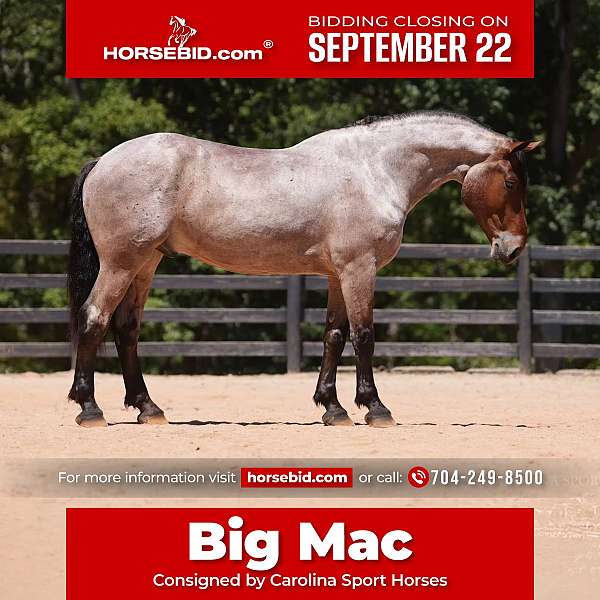 bay-roan-percheron-gelding