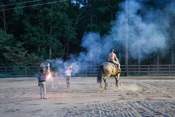 athletic-percheron-horse