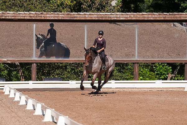 beginner-percheron-horse