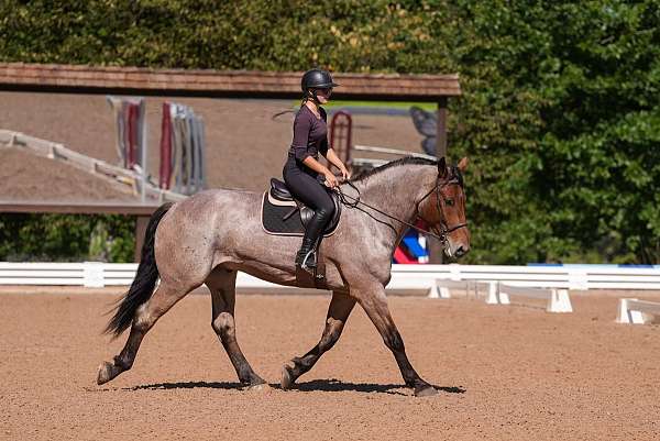 cross-percheron-horse