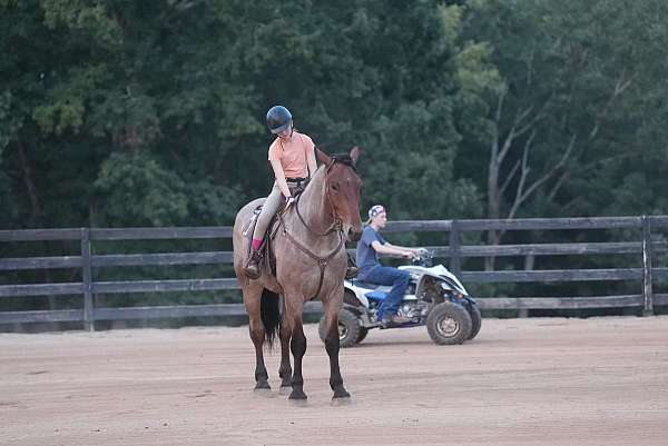 draft-percheron-horse