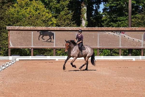 dressage-percheron-horse