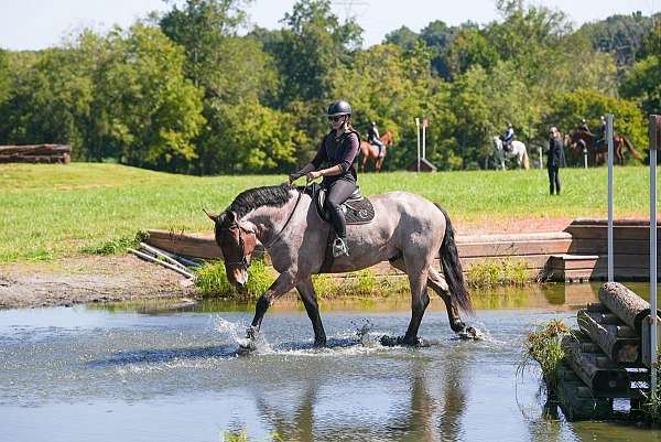 flashy-percheron-horse